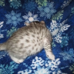 Egyptian Mau, silver, female DOB 6-15-16