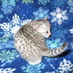 Egyptian Mau, silver, female DOB 6-15-16