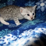 Egyptian Mau, silver, female DOB 6-15-16