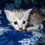 Egyptian Mau, silver, female DOB 6-15-16