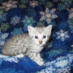 Egyptian Mau, silver, female DOB 6-15-16
