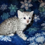 Egyptian Mau, silver, female DOB 6-15-16