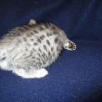 Egyptian Mau, silver, female DOB 6-15-16