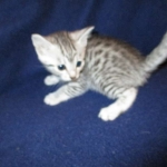 Egyptian Mau, silver, female DOB 6-15-16