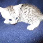 Egyptian Mau, silver, female DOB 6-15-16