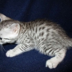 Egyptian Mau, silver, female DOB 6-15-16