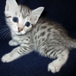 Egyptian Mau, silver, female DOB 6-15-16