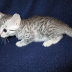 Egyptian Mau, silver, female DOB 6-15-16