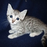 Egyptian Mau, silver, female DOB 6-15-16