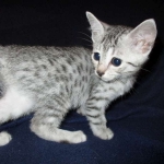 Egyptian Mau, silver, female DOB 6-15-16