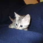 Egyptian Mau, silver, female DOB 6-15-16