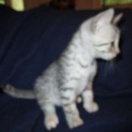 Egyptian Mau, silver, female DOB 6-15-16