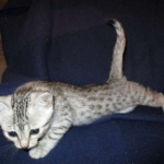 Egyptian Mau, silver, female DOB 6-15-16