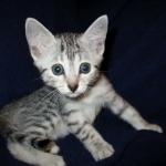 Egyptian Mau, silver, female DOB 6-15-16