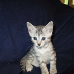 Egyptian Mau, silver, female DOB 6-15-16