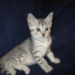 Egyptian Mau, silver, female DOB 6-15-16