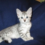 Egyptian Mau, silver, female DOB 6-15-16