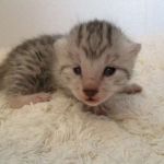 Egyptian Mau, silver, female DOB 6-15-16