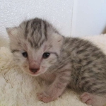 Egyptian Mau, silver, female DOB 6-15-16