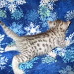 Egyptian Mau, silver, female DOB 6-15-16