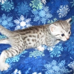 Egyptian Mau, silver, female DOB 6-15-16