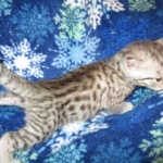 Egyptian Mau, silver, female DOB 6-15-16