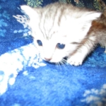 Egyptian Mau, silver, female DOB 6-15-16