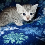 Egyptian Mau, silver, female DOB 6-15-16