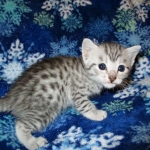 Egyptian Mau, silver, female DOB 6-15-16