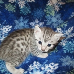 Egyptian Mau, silver, female DOB 6-15-16