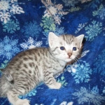 Egyptian Mau, silver, female DOB 6-15-16