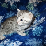 Egyptian Mau, silver, female DOB 6-15-16