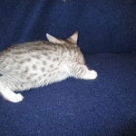 Egyptian Mau, silver, female DOB 6-15-16