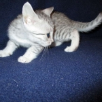 Egyptian Mau, silver, female DOB 6-15-16