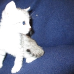 Egyptian Mau, silver, female DOB 6-15-16