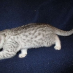 Egyptian Mau, silver, female DOB 6-15-16