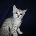 Egyptian Mau, silver, female DOB 6-15-16