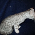 Egyptian Mau, silver, female DOB 6-15-16