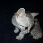Egyptian Mau, silver, female DOB 6-15-16