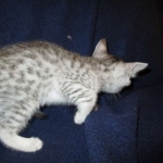 Egyptian Mau, silver, female DOB 6-15-16