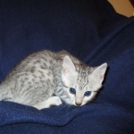 Egyptian Mau, silver, female DOB 6-15-16