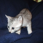 Egyptian Mau, silver, female DOB 6-15-16