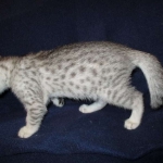 Egyptian Mau, silver, female DOB 6-15-16
