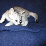 Egyptian Mau, silver, female DOB 6-15-16