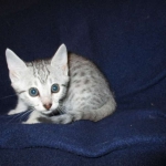 Egyptian Mau, silver, female DOB 6-15-16