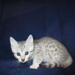 Egyptian Mau, silver, female DOB 6-15-16