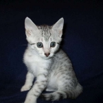 Egyptian Mau, silver, female DOB 6-15-16