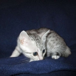 Egyptian Mau, silver, female DOB 6-15-16