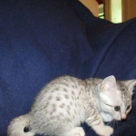 Egyptian Mau, silver, female DOB 6-15-16