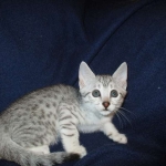 Egyptian Mau, silver, female DOB 6-15-16